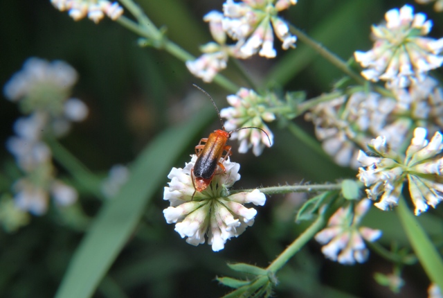 Rhagonycha fulva